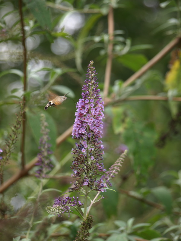Pranzo? - Buddleja davidii